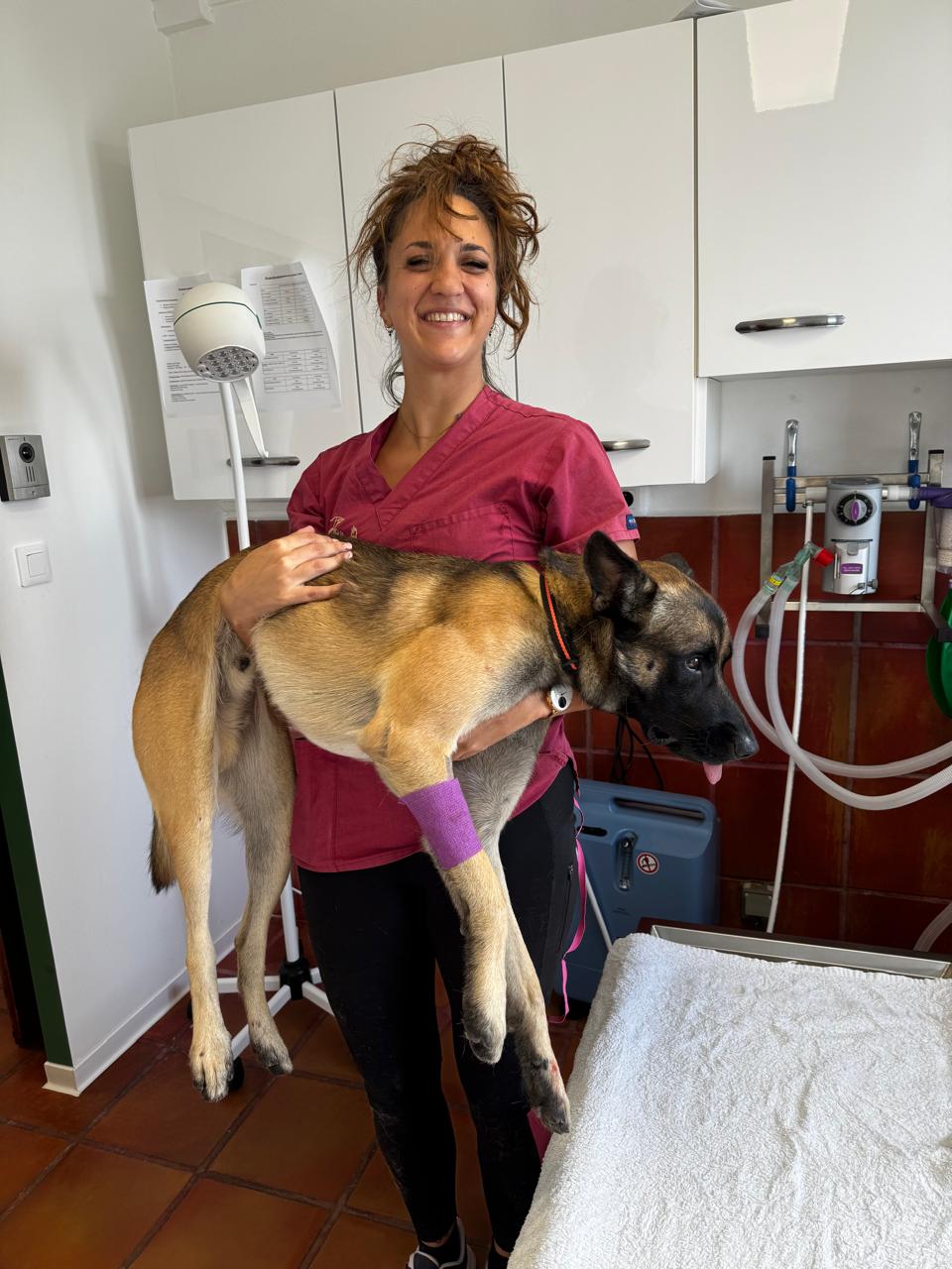 Photo d'animal / soins