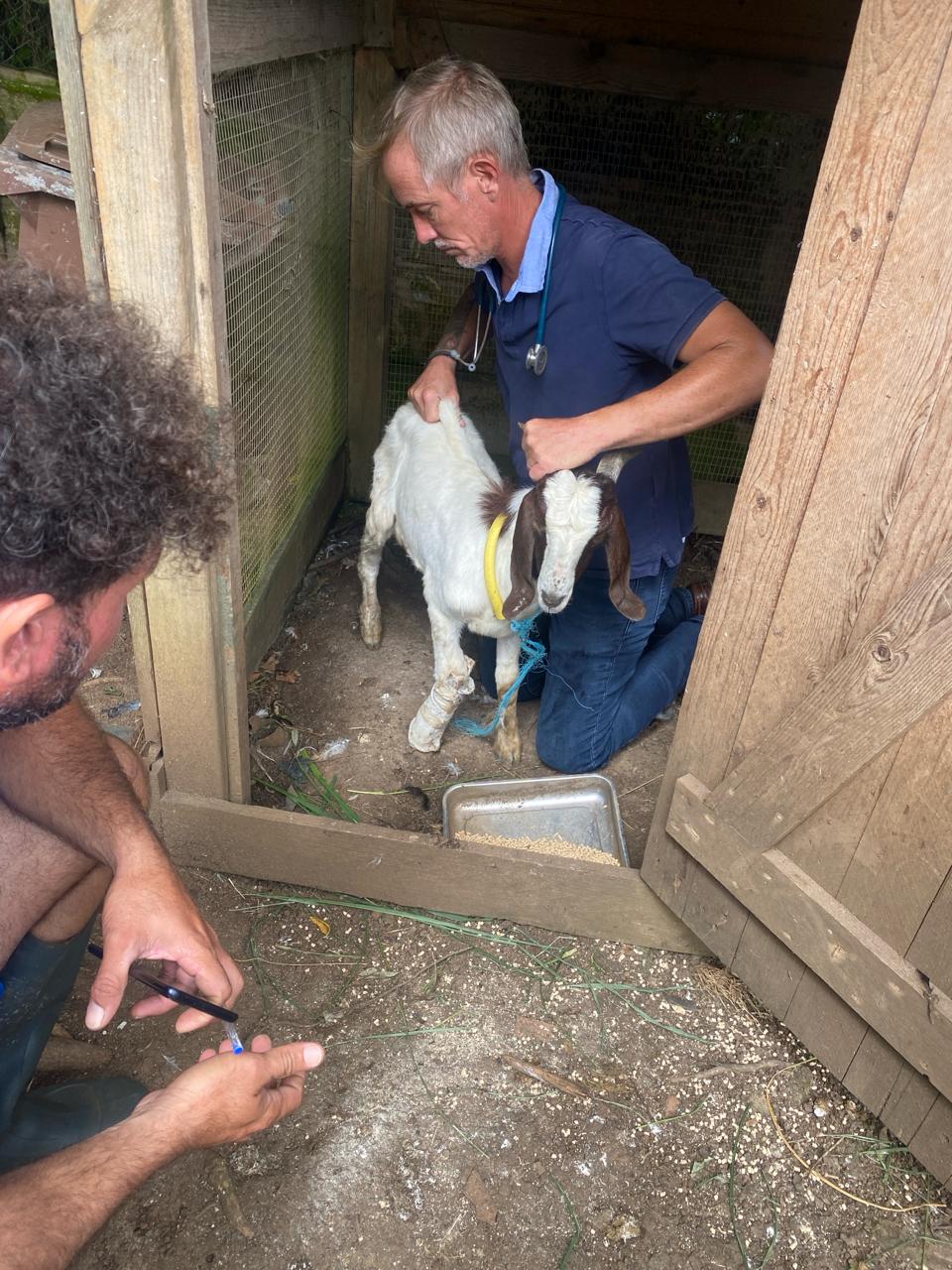 Photo d'animal / soins