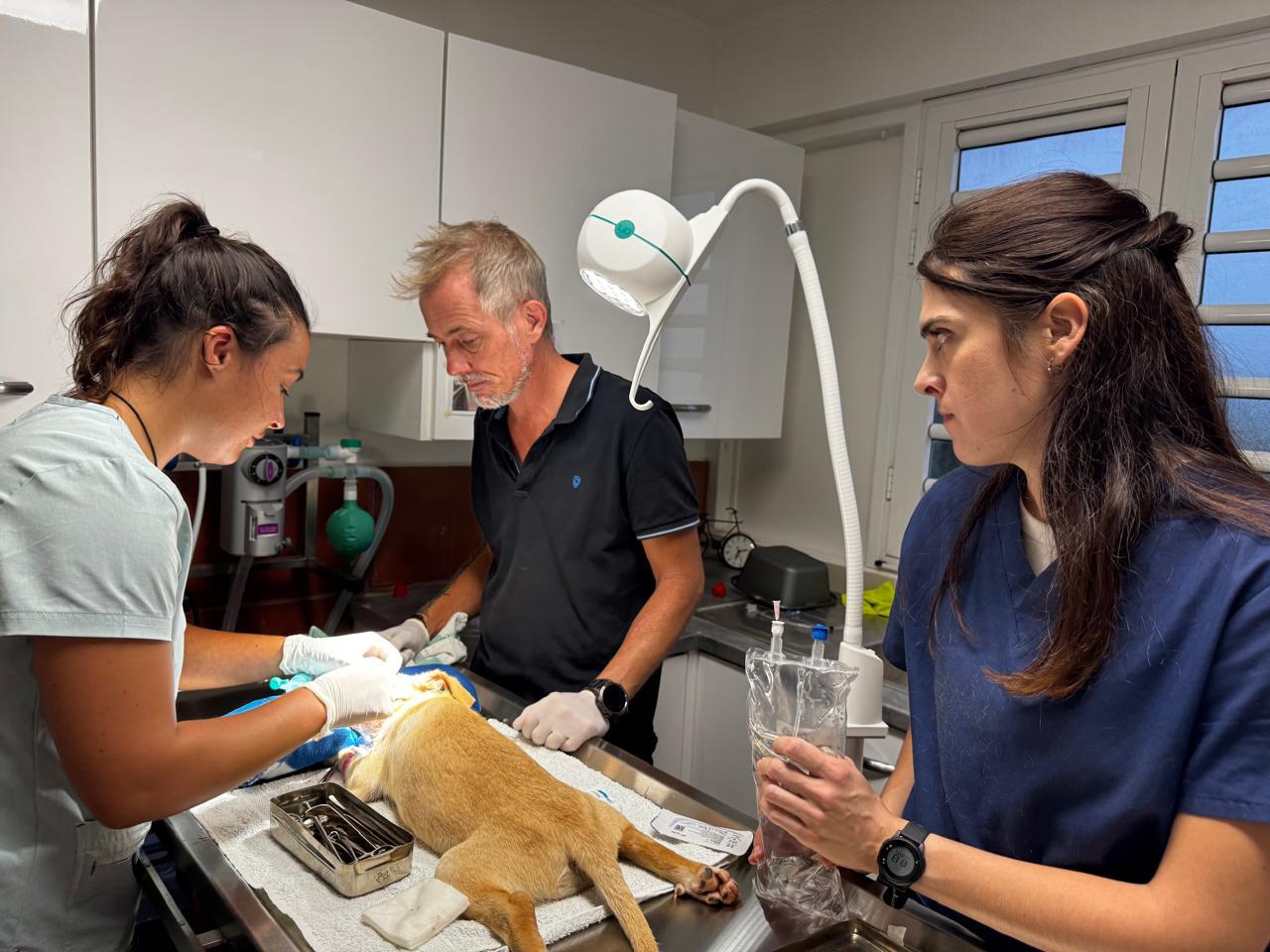 Photo d'animal / soins