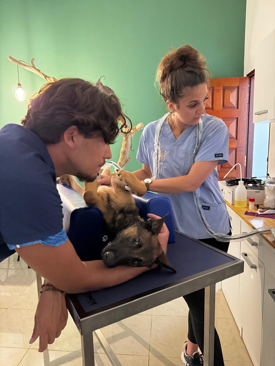 Photo d'animal / soins